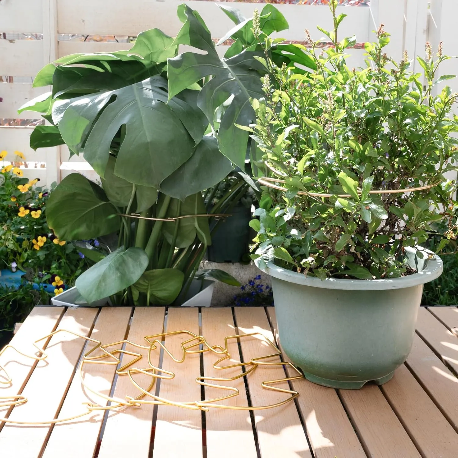 5PCS Monstera Plant Stem Support with Leaf Holders - Innovative Cactus Stake for Indoor Plants - Unique Plant Support Kit for Healthy Growth - Ideal for Gardening Enthusiasts