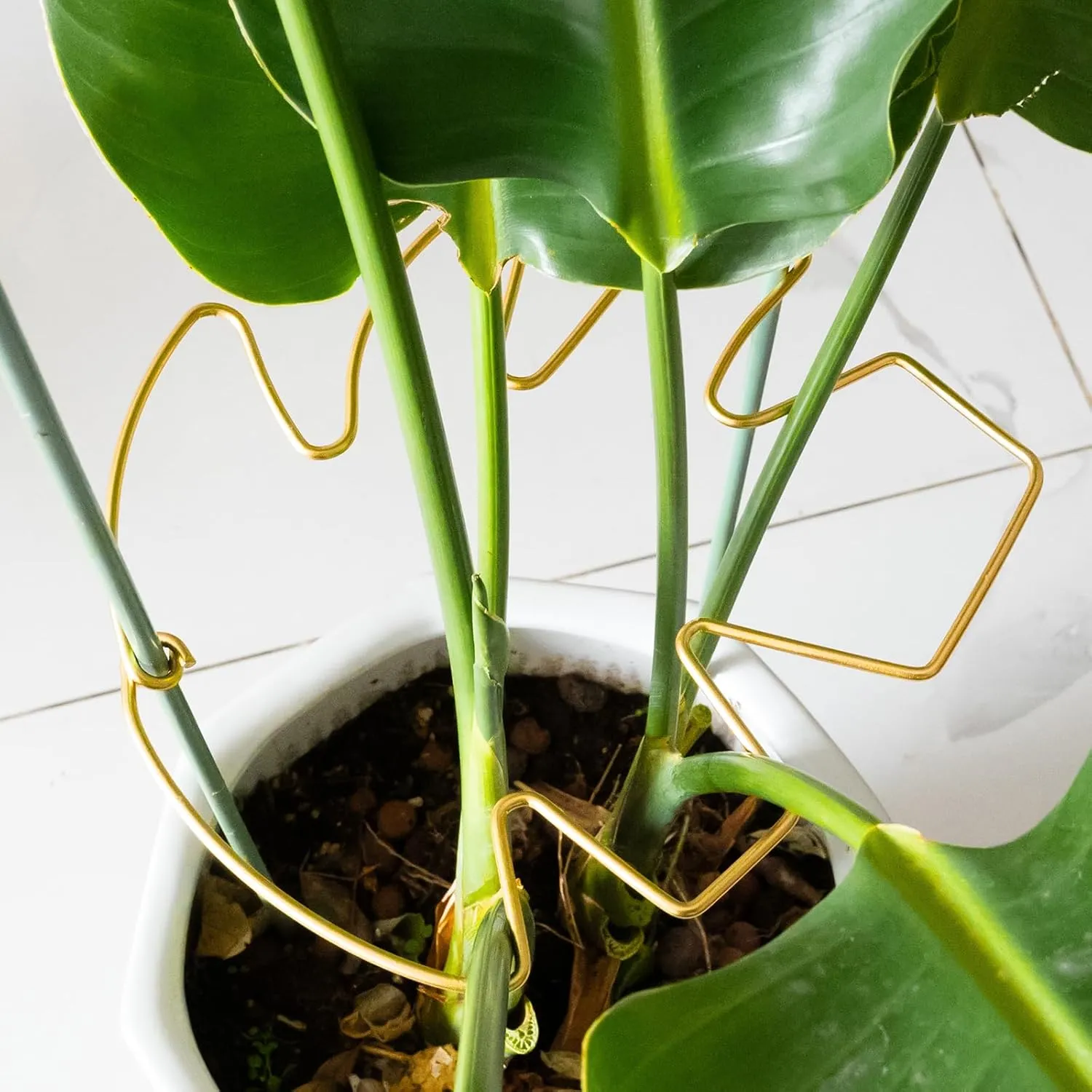 5PCS Monstera Plant Stem Support with Leaf Holders - Innovative Cactus Stake for Indoor Plants - Unique Plant Support Kit for Healthy Growth - Ideal for Gardening Enthusiasts