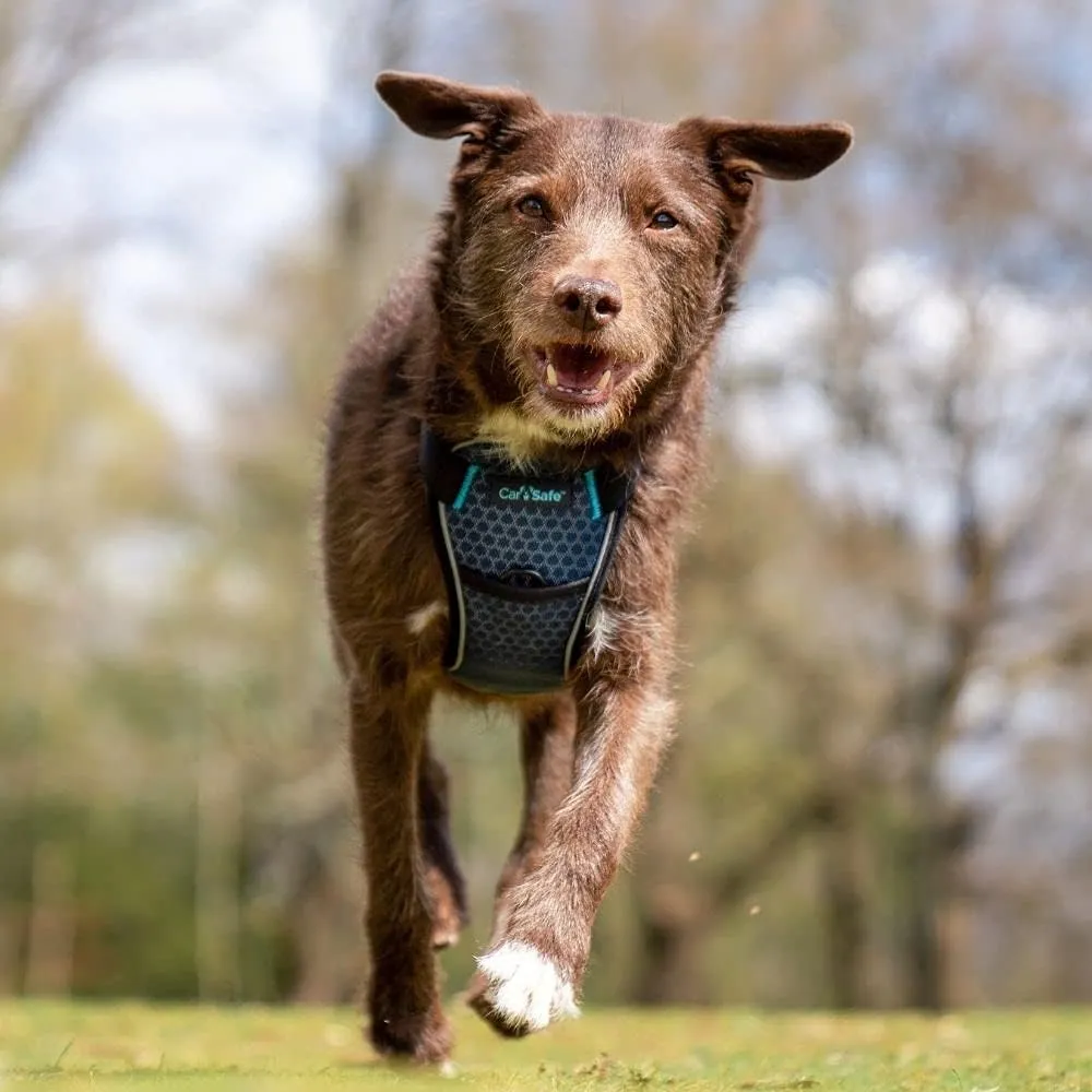 CarSafe Crash Tested Dog Safety Harness - Crash Tested to 32Kg/70lbs, Safely Secure Dog in The Car, Comfortable and Padded Design. for Toy, Small, Medium and Large Dogs (Size Small)