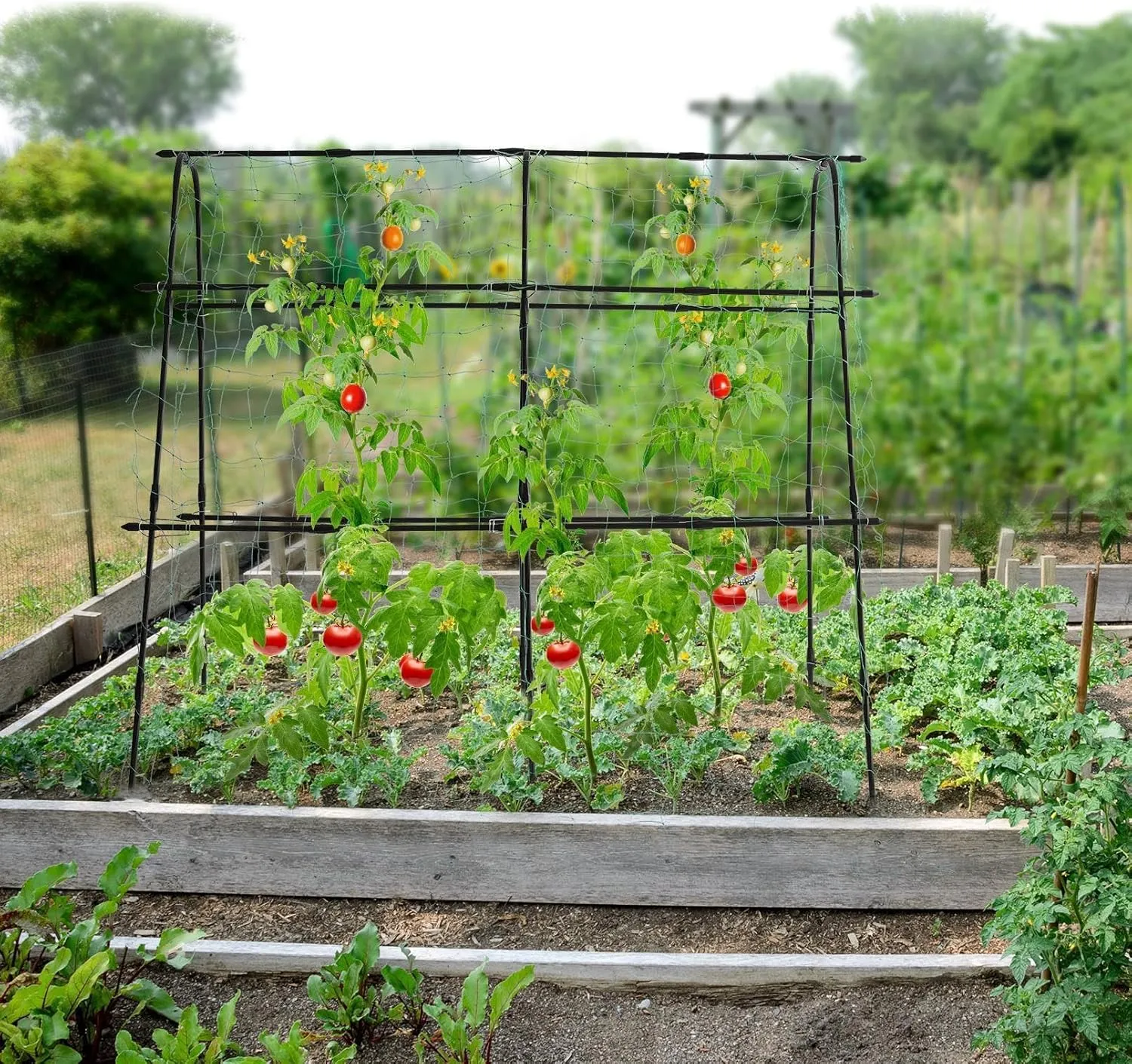 Garden Trellis for Climbing Plants Outdoor, 5.3x5.3ft Cucumber Trellis for Raised Bed, PE-Coated Metal Garden Trellis Climbing Vine Plant Support Vegetables Peas Beans, with Netting, Black