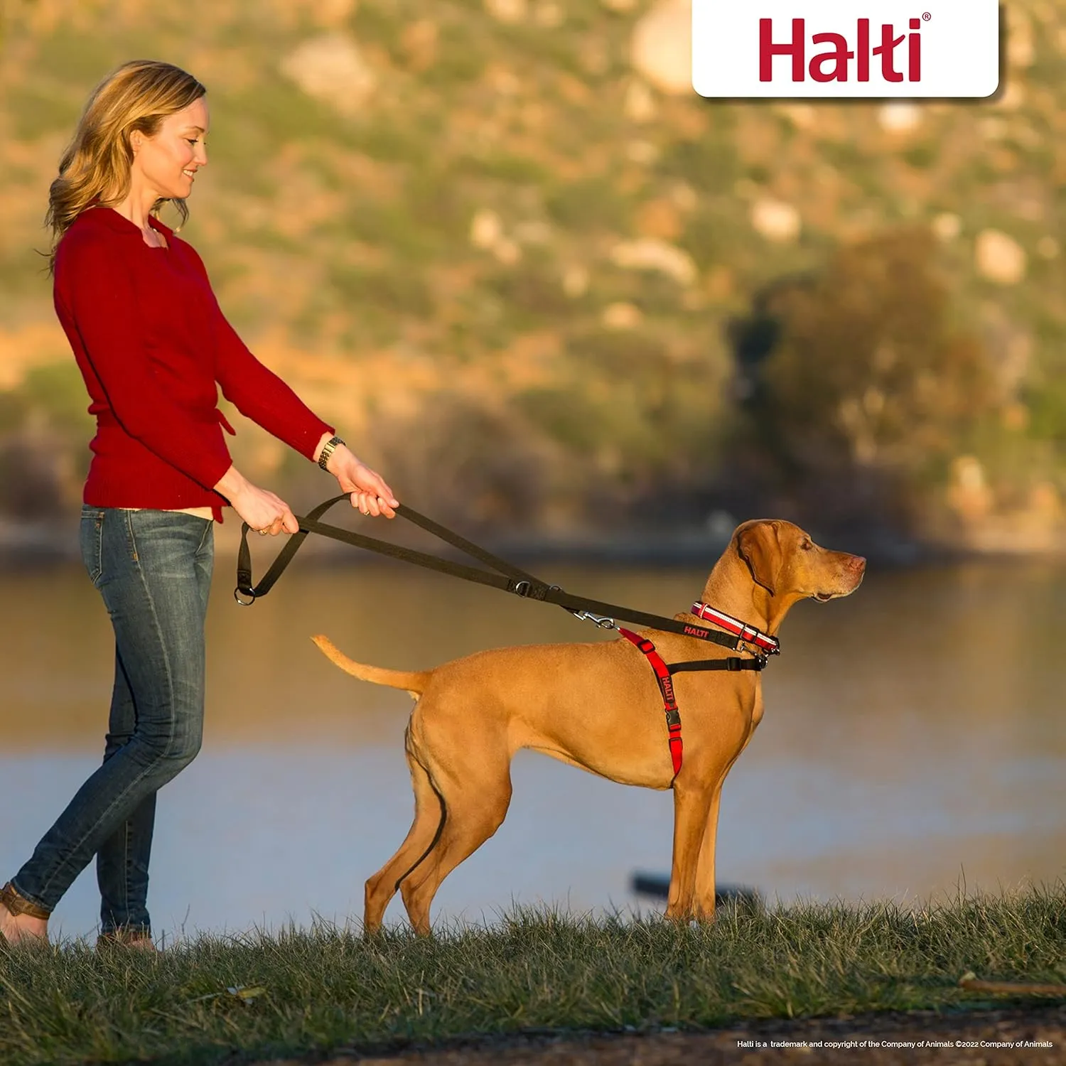 HALTI Front Control Harness - To Stop Your Dog Pulling on the Leash. Adjustable, Lightweight and Easy to Use. Anti-Pull Dog Training Harness for Small Dogs (Size S)