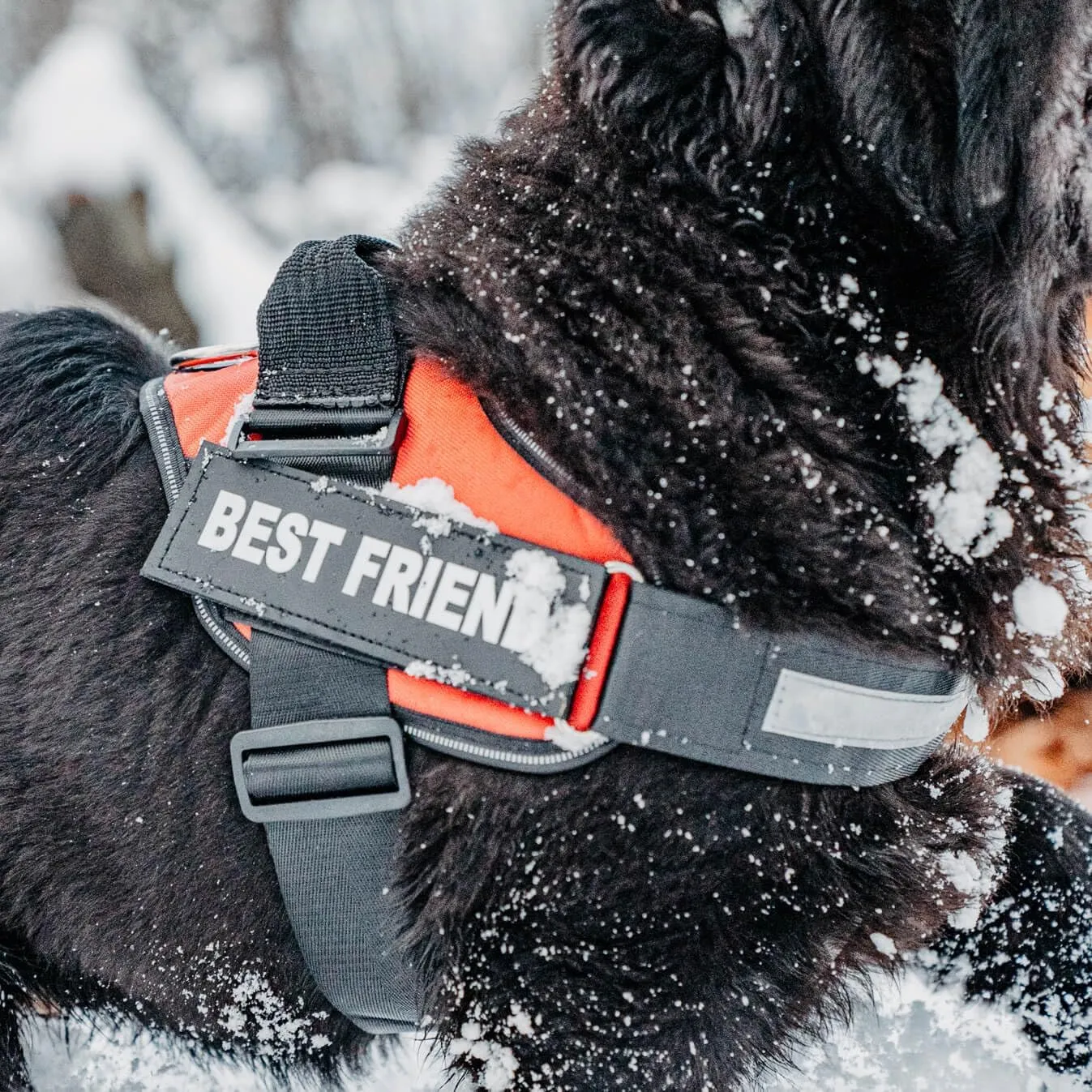 Personalized No-Pull Dog Harness with Name Patch, Adjustable, Reflective, Padded, Heavy Duty Pet Vest to Prevent Tugging, Pulling, or Choking, Training and Walking, Military Green, M