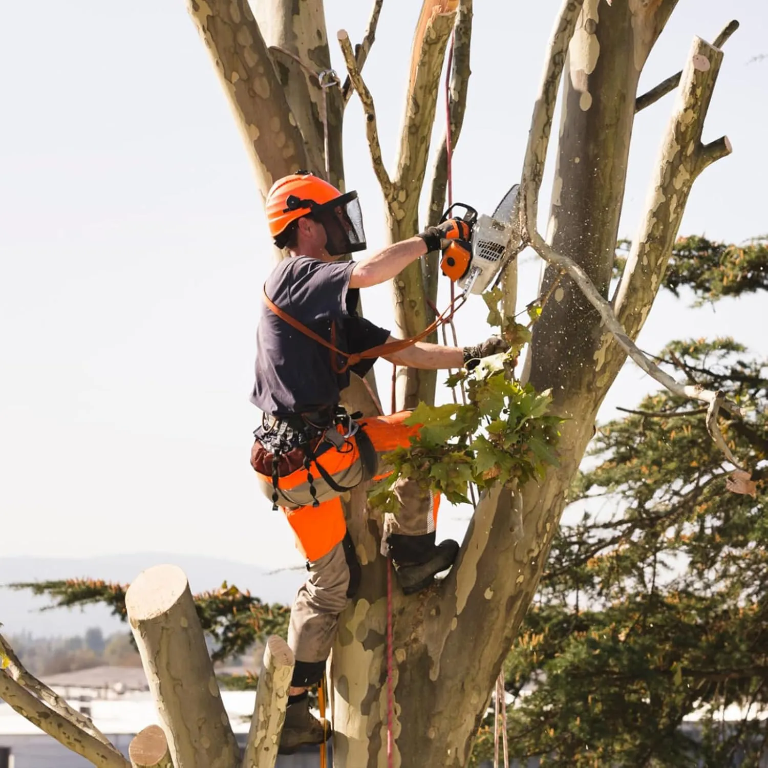 Tree Climbing Spikes,Tree Climbing Kit,Tree Climbing Gear,Suitable for Fruit Picking,Tree Climbing,Hunting