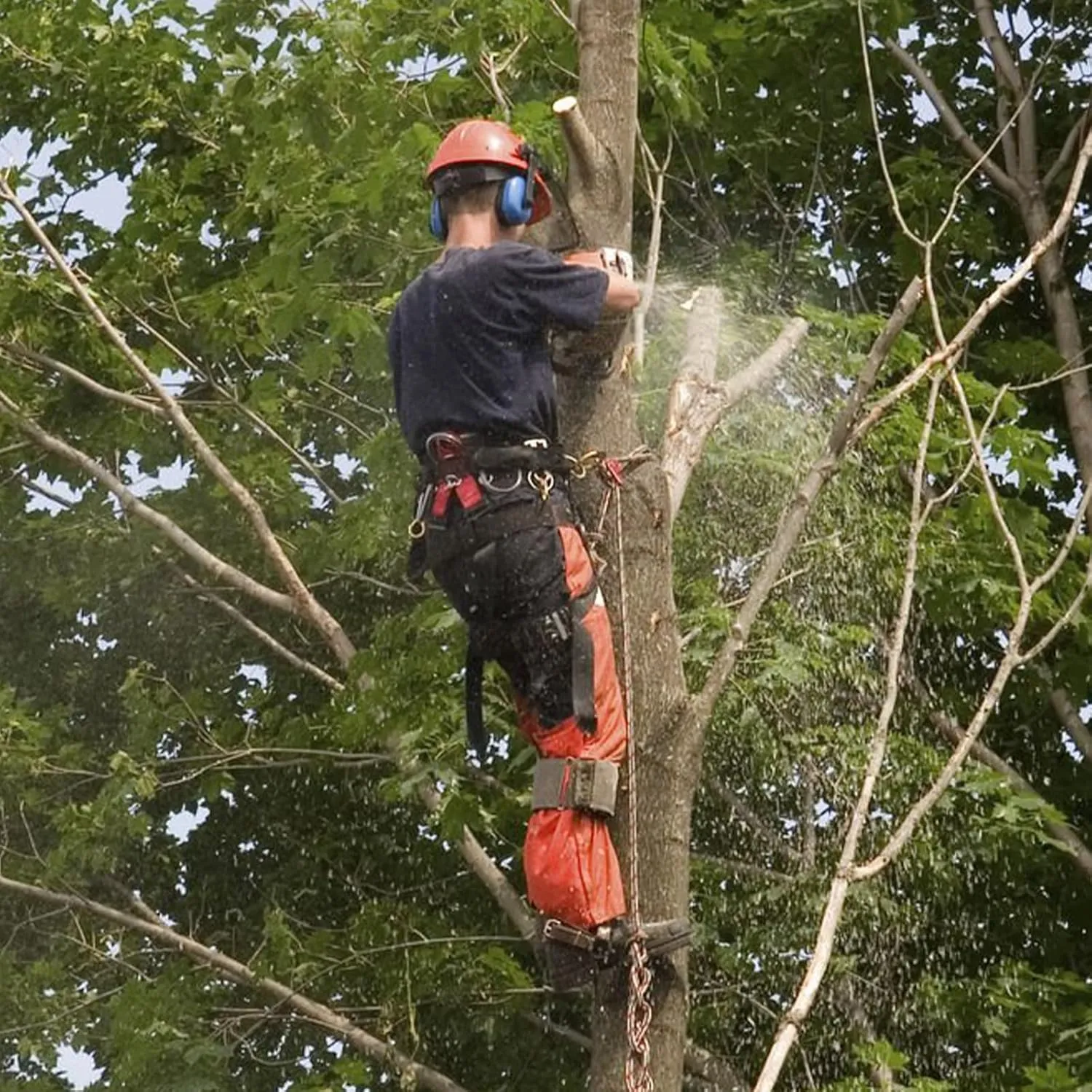 Tree Climbing Spikes,Tree Climbing Kit,Tree Climbing Gear,Suitable for Fruit Picking,Tree Climbing,Hunting